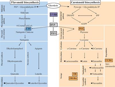 Regulation of carotenoid and flavonoid biosynthetic pathways in Lactuca sativa var capitate L. in protected cultivation